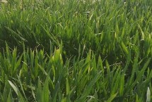 冬小麦返青时间，要根据幼苗的生长情况来施肥