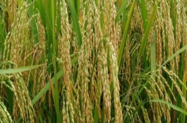 滇香紫1号水稻栽培技术要点，高抗白叶枯病