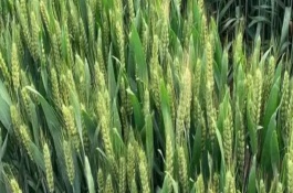 科成麦6号小麦栽培技术要点，2015年高抗条锈病