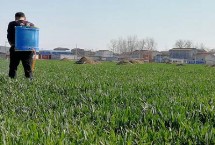 小麦打多效唑打了几天后能浇水，6-8小时后就可以浇水