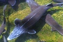 清道夫和中华鲟鱼能一起养吗，是以动物性食物为主的杂食性鱼类