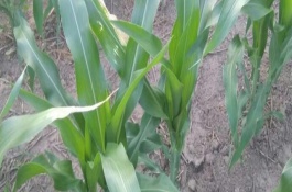 新中玉801玉米栽培技术要点，亩植密度不宜超过3200株