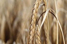 保麦1号小麦栽培技术要点，每亩有效穗41.7万