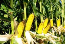 元粒512玉米栽培技术要点，中抗茎腐病