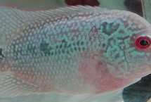 罗汉鱼容易得什么病，常见的有水霉病、白点病、腹水病和烂鳃病等