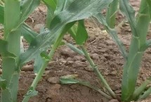 玉米为什么会长叉子，种植密度过小或病虫害都会导致