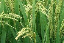 荃优1131水稻栽培技术要点，全生育期141.1天