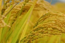 遂两优164水稻栽培技术要点，每亩有效穗数14.6万