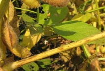 中涡豆1号大豆栽培技术要点，亩密度1.2-1.3万株