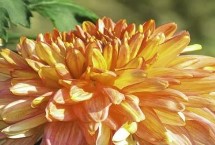 杀金龟子用什么农药，主要为害叶片