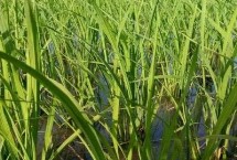 荃9优535水稻栽培技术要点，每亩大田用种量1.5－2.0千克