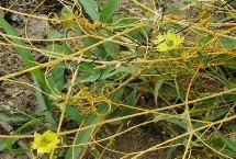 大豆苗后用什么除草剂，稀释药液后可喷洒受害植株