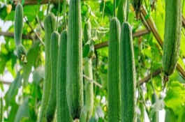 丝瓜高产的种植要点，生长适温度为20-24℃