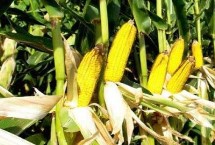 利合721玉米栽培技术要点，5月中上旬播种