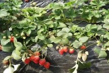 草莓怎么洗，常在春末夏初采摘上市