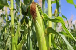 金凯1号玉米栽培技术要点，4月中上旬播种