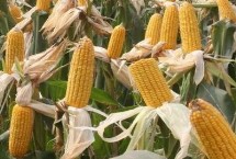 联创839玉米栽培技术要点，中等肥力以上地块种植