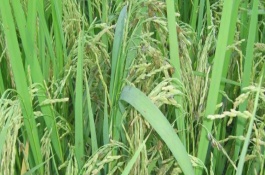 全优2689水稻栽培技术要点，插植密度17厘米×20厘米