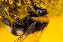 蜜蜂养殖的秘诀，以下7点需谨记