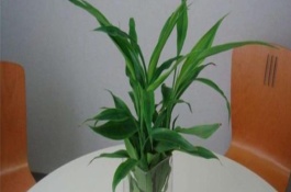 富贵竹怎么换水，可以直接选用纯净水培养