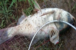 海竿钓白鲢鱼需要调漂吗，用酸味或香味的饵料效果好