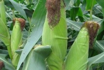 地利537玉米栽培技术要点，密度4500－5000株/亩