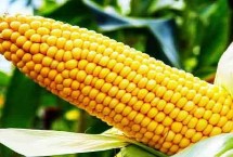 浙单14玉米栽培技术要点，种植密度每亩3300株