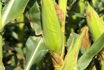 煌单8182玉米栽培技术要点，适宜中等以上肥力土壤种植