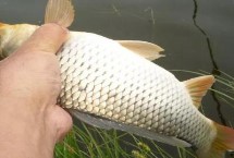 秋季能不能用蚯蚓钓鲤鱼，秋季适合钓鲤鱼