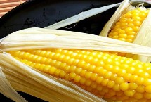 辽禾308玉米栽培技术要点，春播平均生育期135.7天