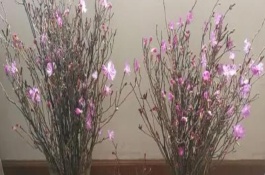 干枝杜鹃有毒性吗，可以利用水养的方法来生根