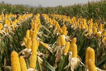 利禾211玉米栽培技术要点，出苗至成熟107天左右