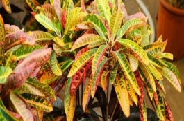 变色木掉叶子是什么原因，毒性会挥发在空气中