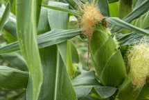 种源179玉米栽培技术要点，中抗弯孢叶斑病