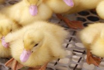 冬天怎么养殖肉鸭，选购的雏鸭大小基本要一致