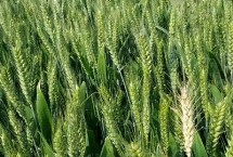 陇春30号小麦栽培技术要点，每亩适宜基本苗50～60万