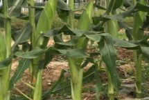 劲糯6号玉米栽培技术要点，亩植密度3300株左右