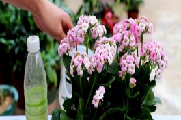 长寿花如何施肥，浇水上最好不要浇或者少浇