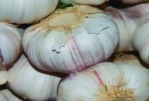 大蒜叶枯病，需对症下药