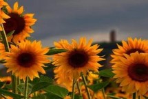 向日葵出现空秕的原因，可能是缺水、光照不足、密度过大等因素所导致