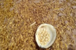 水稻种子用什么浸种，播种前需要进行消毒