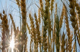 文糯2号水稻栽培技术要点，及时做好病虫害的综合防治工作