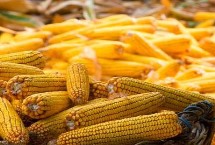 万鲜甜330玉米栽培技术要点，中抗小斑病