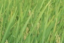 两优517水稻栽培技术要点，籼型两系杂交水稻品种