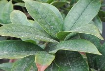 桂花叶片发黄的防治方法，可能是浇水过多、长期缺水、暴晒等导致的