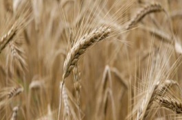 尧麦35小麦栽培技术要点，生育期222天