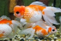 不同品种的金鱼可以混合养吗，根据水温的变化来调节喂食频率