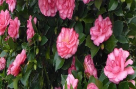 四季茶花掉叶子如何补救，是比较好养活的花卉