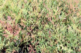 南天竹的种子繁殖方式，播种之前要提前浸泡催芽