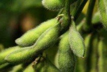 黑农87大豆栽培技术要点，亩种植密度